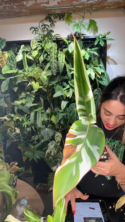 plant/0653 banana varigated-0-thumbnail