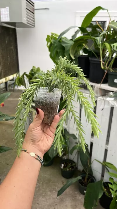 plant/d011 lycopodium goebelli-0-thumbnail