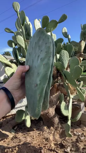 plant/opuntia cutting small-0