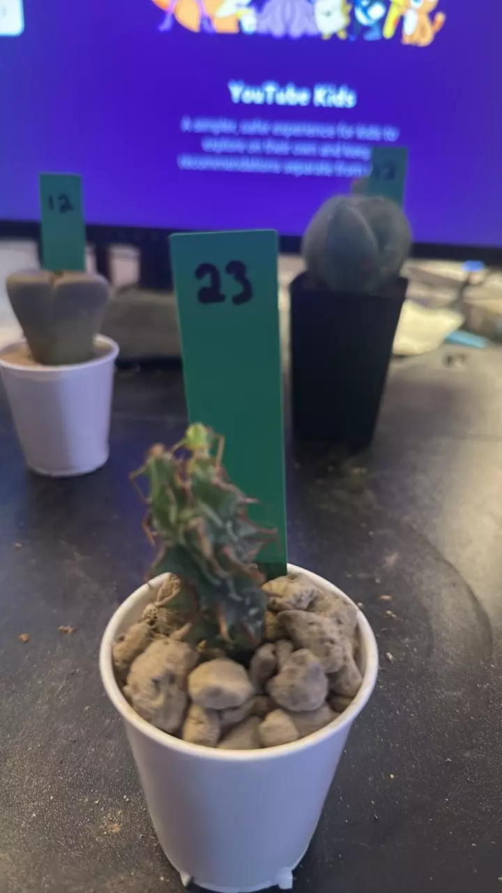 plant/23  euphorbia schizacantha seed grown about 1 inch tall-0