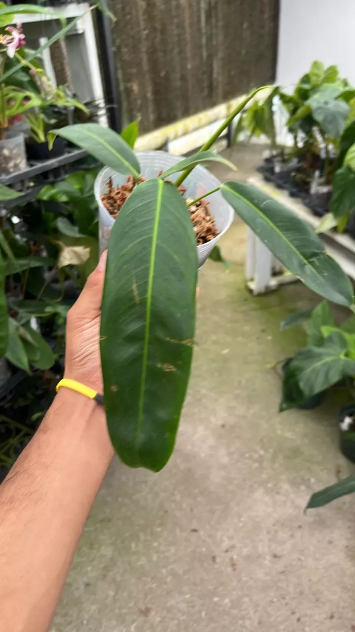 plant/D004 philodendron patrciae-0