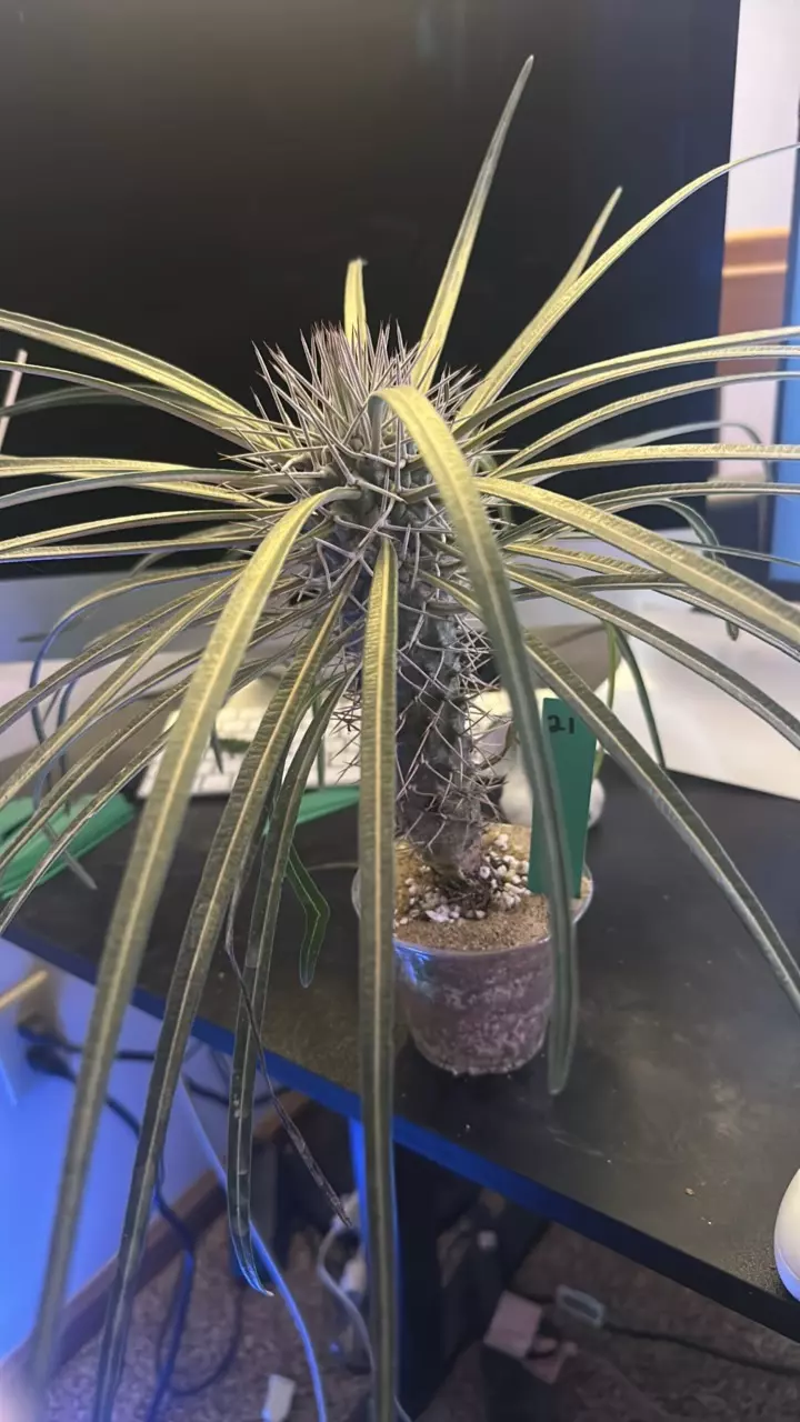 plant/21 Pachypodium geayi ?-0