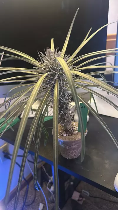 plant/21 Pachypodium geayi ?-0-thumbnail