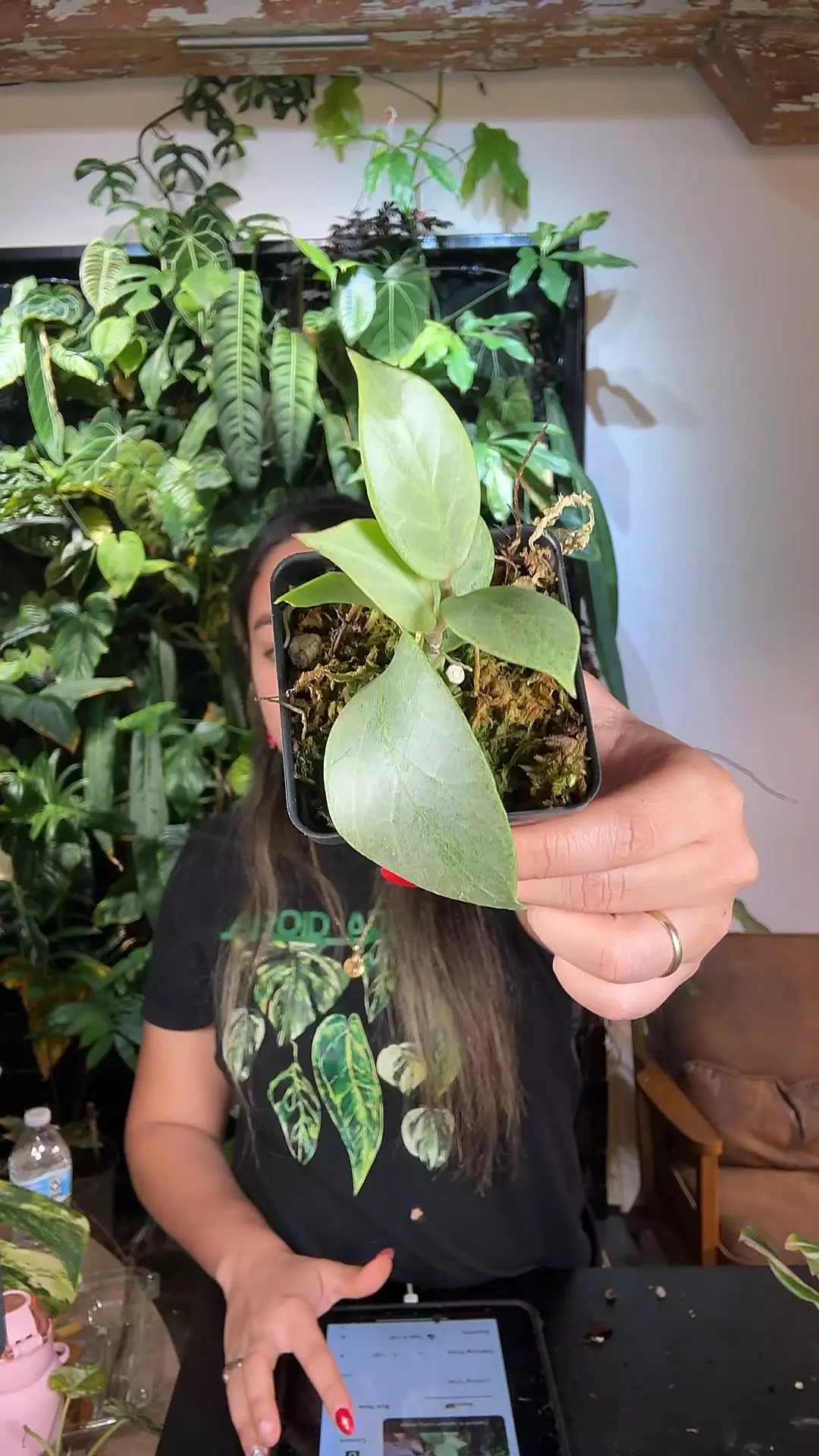 plant/0577 hoya cripty crome-0