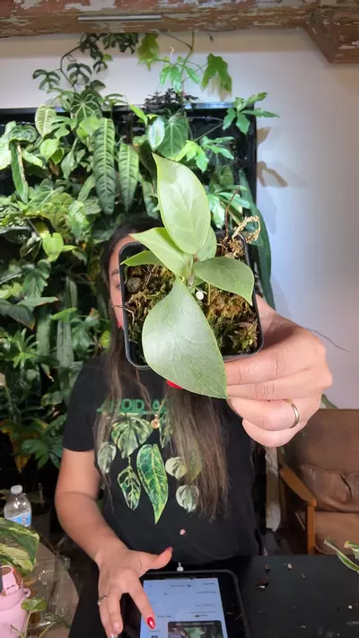 plant/0577 hoya cripty crome-0-thumbnail