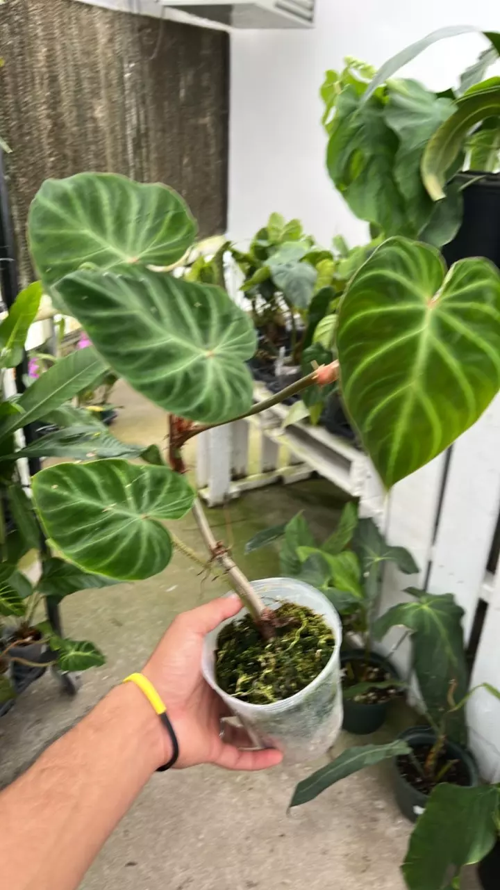 plant/D003 philodendron monkey tail-0