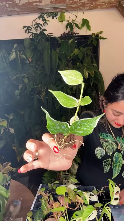 plant/0661 hoya polyneura jasminka-0-thumbnail