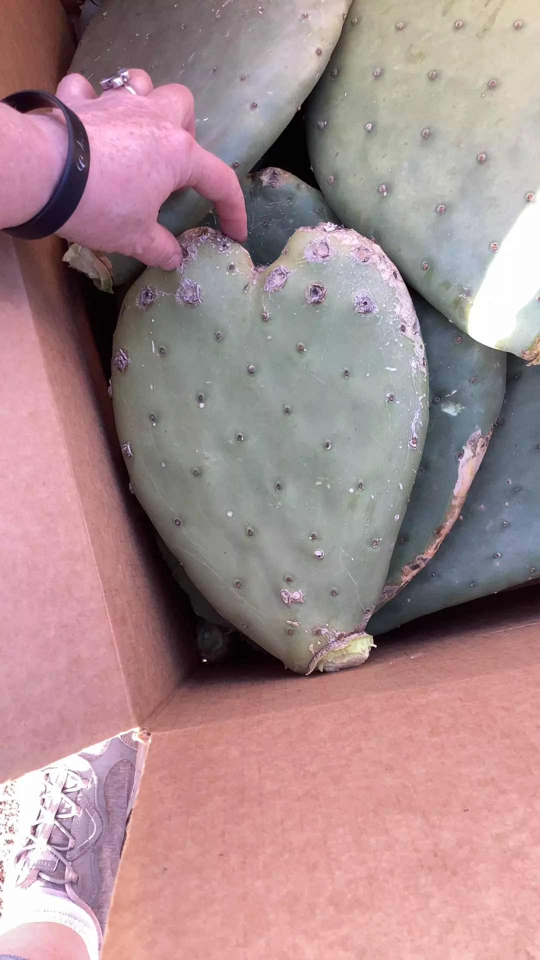 plant/heart opuntia cutting-0