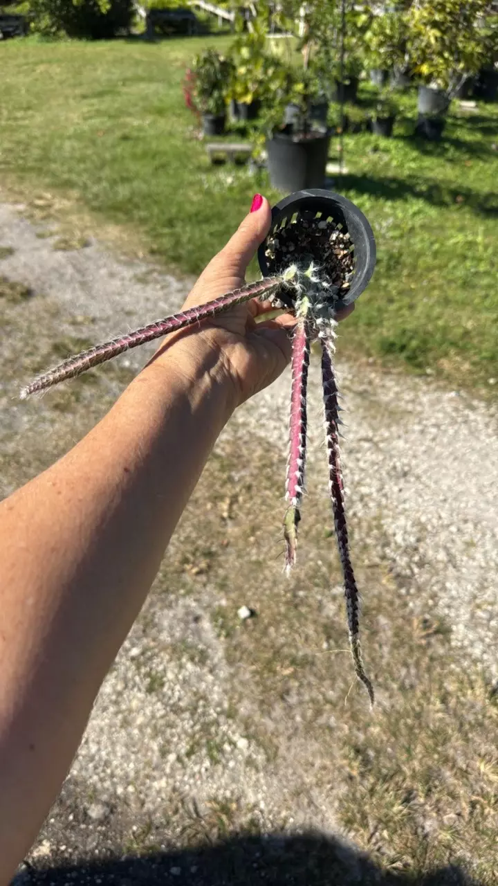 plant/Rhipsalis cruciformis-Pink form 3” pot Grower’s Choice-0