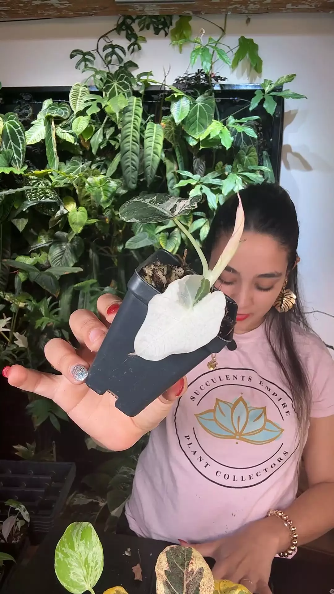 plant/Alocasia pink black velvet 0602-0