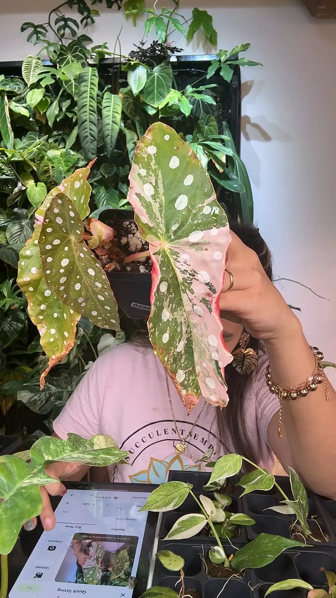 plant/0661 begonia maculatata variegated-0