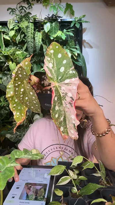 plant/0661 begonia maculatata variegated-0-thumbnail