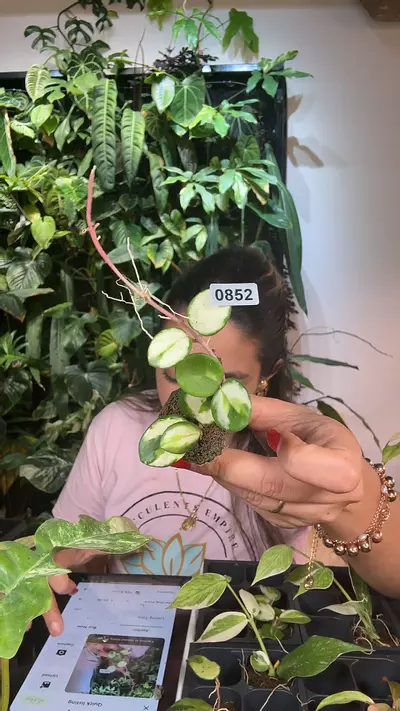 plant/hoya mathilde inner 0852-0-thumbnail