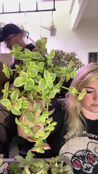 plant/calico kitten-0-thumbnail