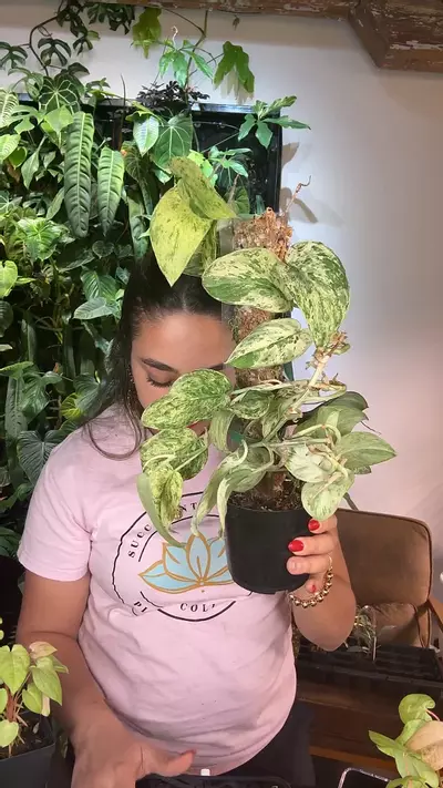 plant/0742 Scindapsus jade santin-0-thumbnail