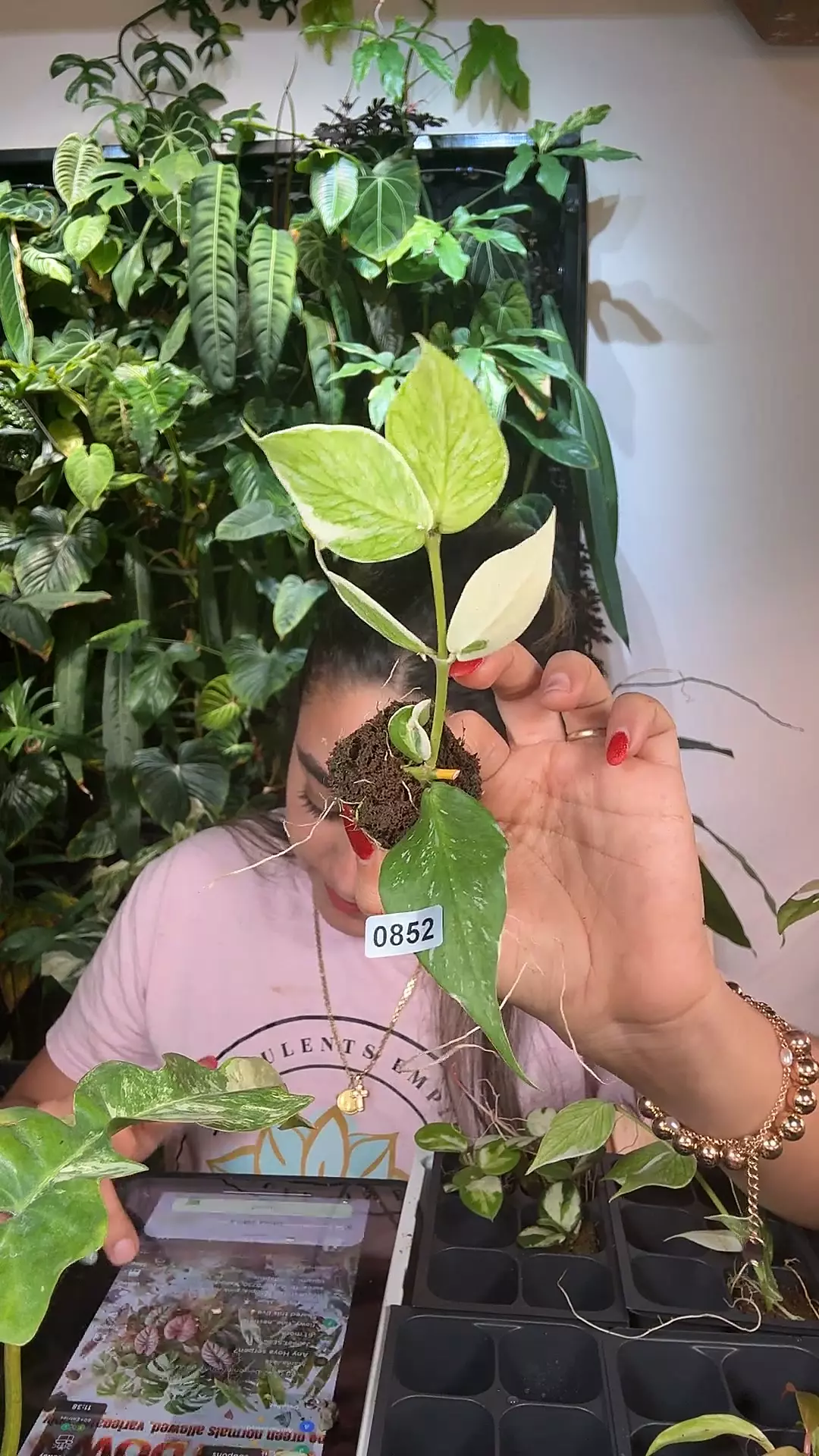 plant/0852 hoya polyneura jasminka-0