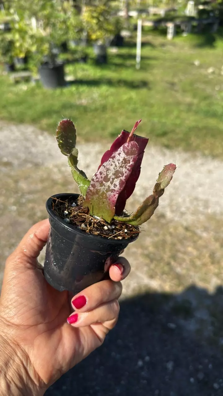 plant/Pseudorhipsalis ramulosa 3” pot Grower’s Choice-0