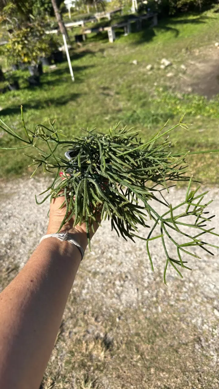 plant/Rhipsalis teres prismatica 2.5” pot Grower’s Choice-0