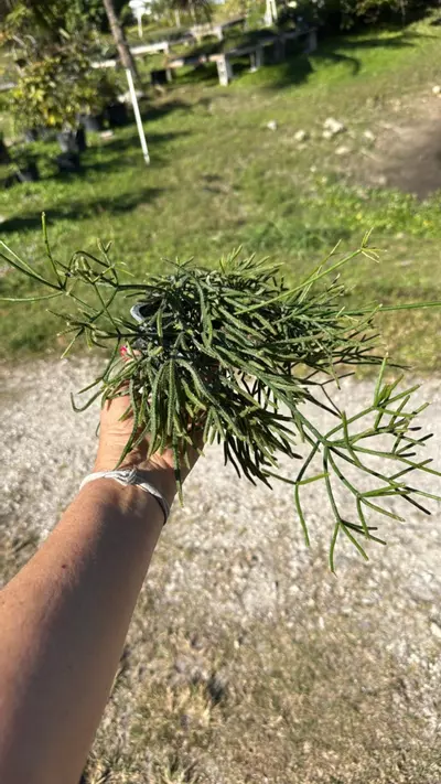 plant/Rhipsalis teres prismatica 2.5” pot Grower’s Choice-0-thumbnail