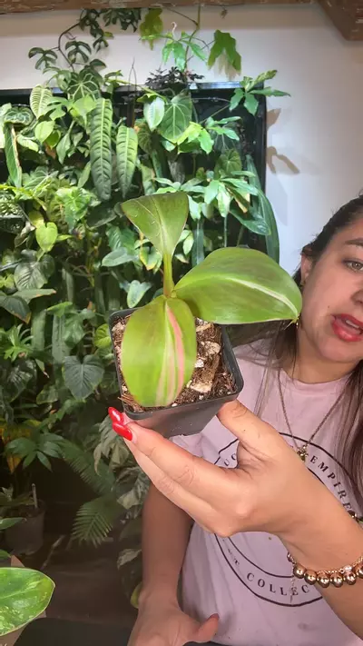 plant/banana pink musa 0981-0-thumbnail