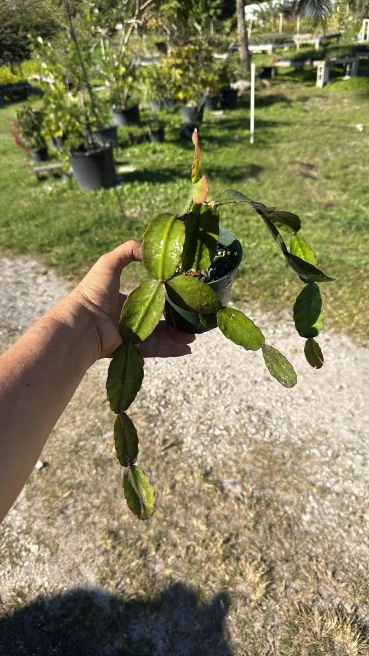 plant/Rhipsalis elliptica 4” pot-0