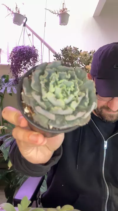 plant/Ecovaria Truffles-0-thumbnail