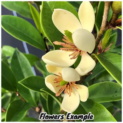 plant/Magnolia figo 4” pot Grower’s Choice-1-thumbnail