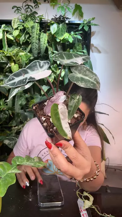 plant/0863 Alocasia pink bambino-0-thumbnail