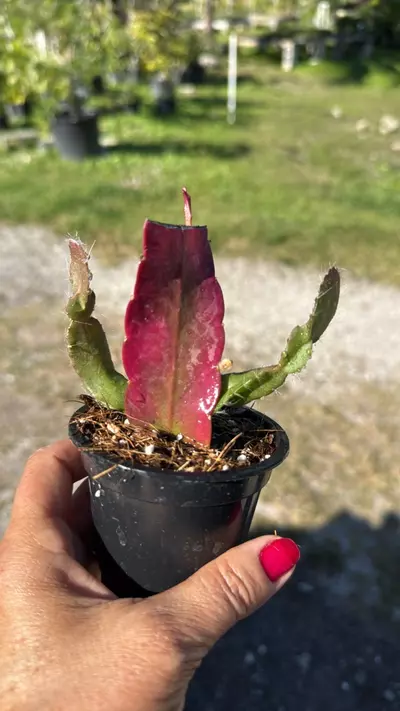 plant/Pseudorhipsalis ramulosa 3” pot Grower’s Choice-1-thumbnail