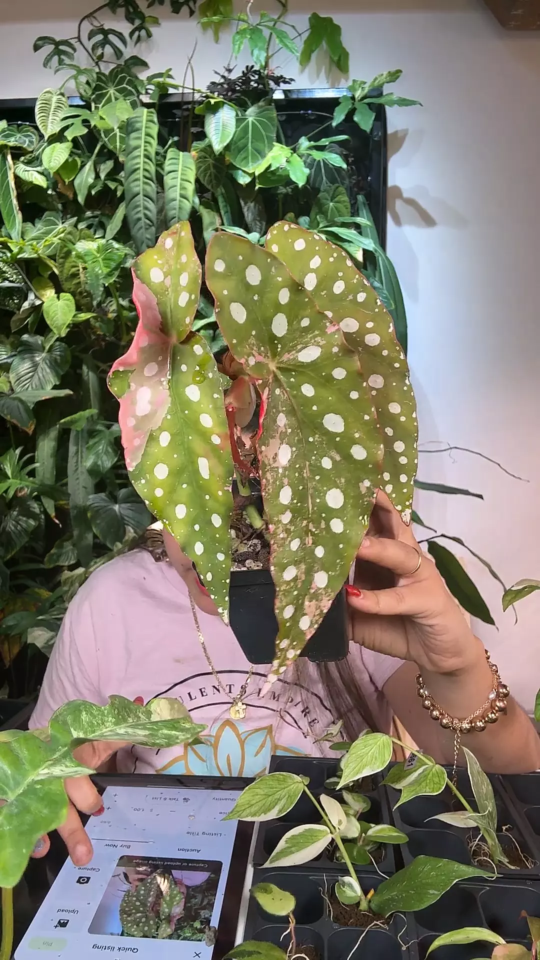 plant/begonia maculatata variegated 1519-0