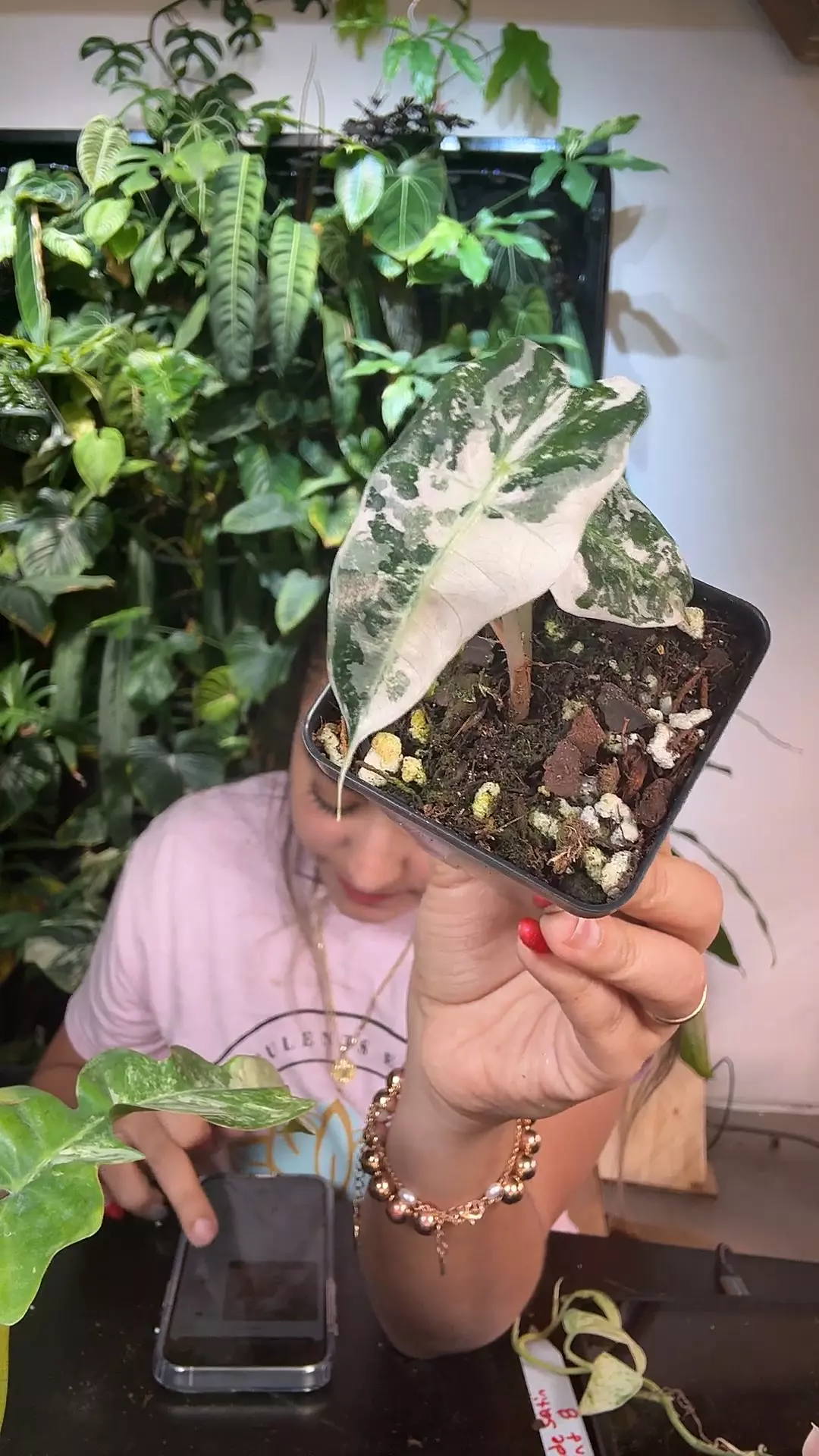 plant/0866 Alocasia pink amazonica-0