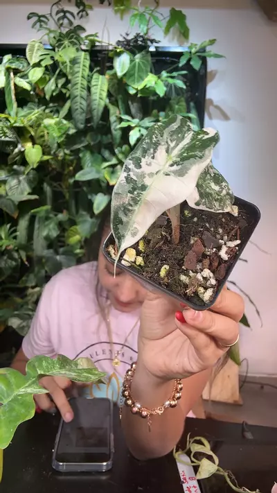 plant/0866 Alocasia pink amazonica-0-thumbnail