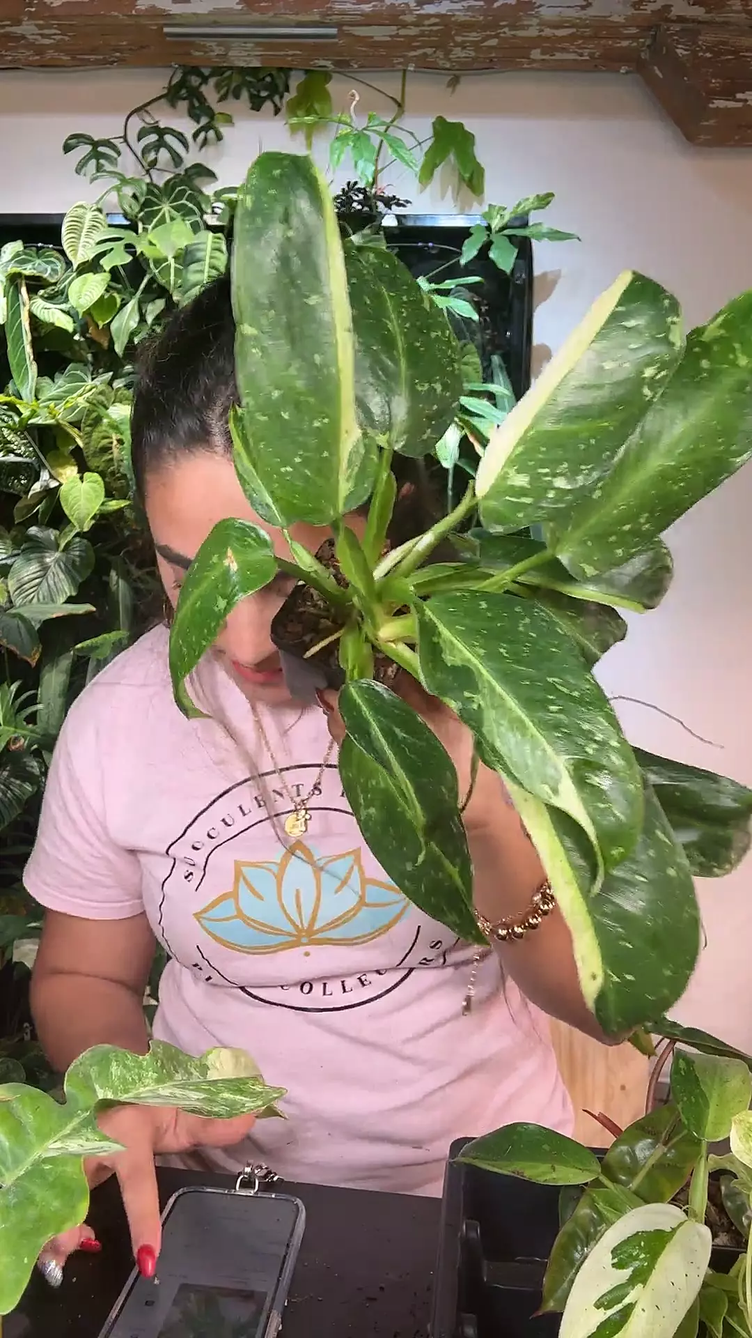 plant/philodendron Jose Buono Grower  choice-0