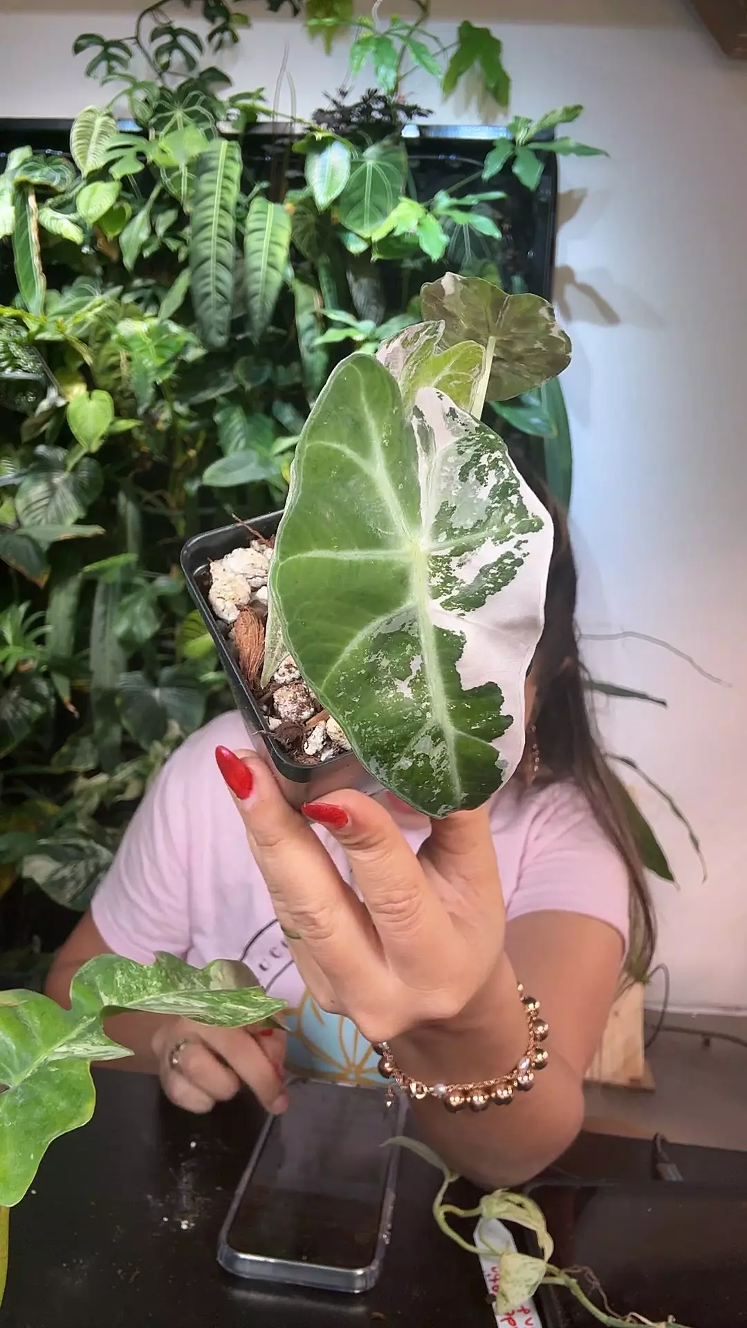 plant/0980 Alocasia pink amazonica-0