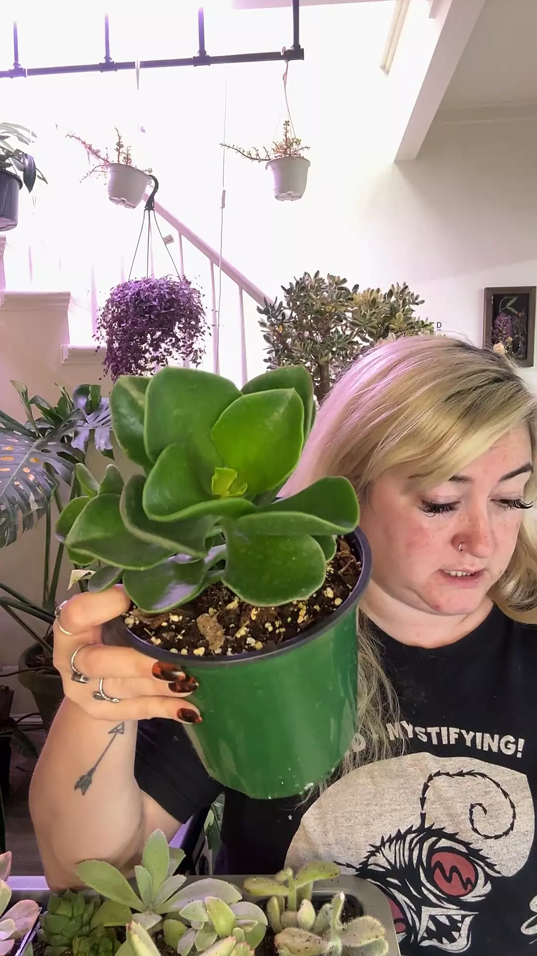 plant/silver dollar jade-0