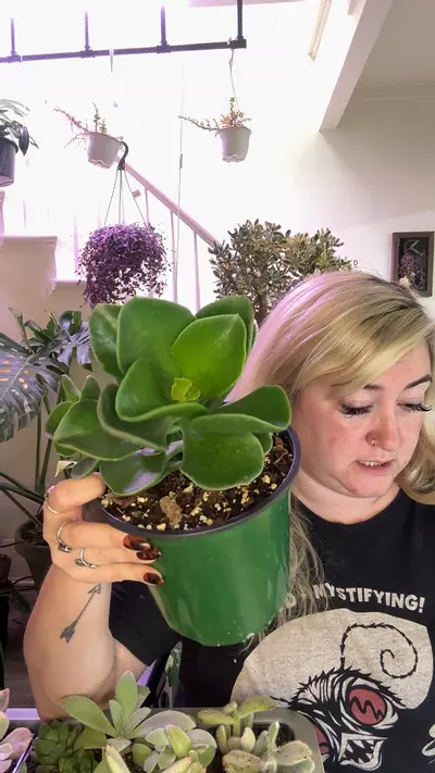 plant/silver dollar jade-0-thumbnail