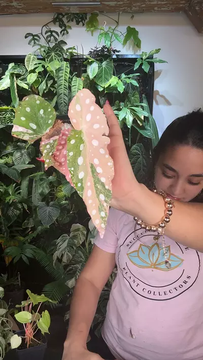 plant/0246 begonia maculata varigated-0-thumbnail