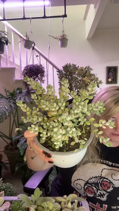 plant/cotyledon pendens-0-thumbnail