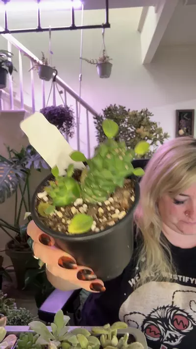 plant/monadenium ritchei-0-thumbnail