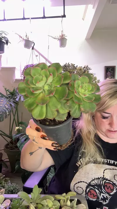 plant/echeveria nodulosa-0-thumbnail