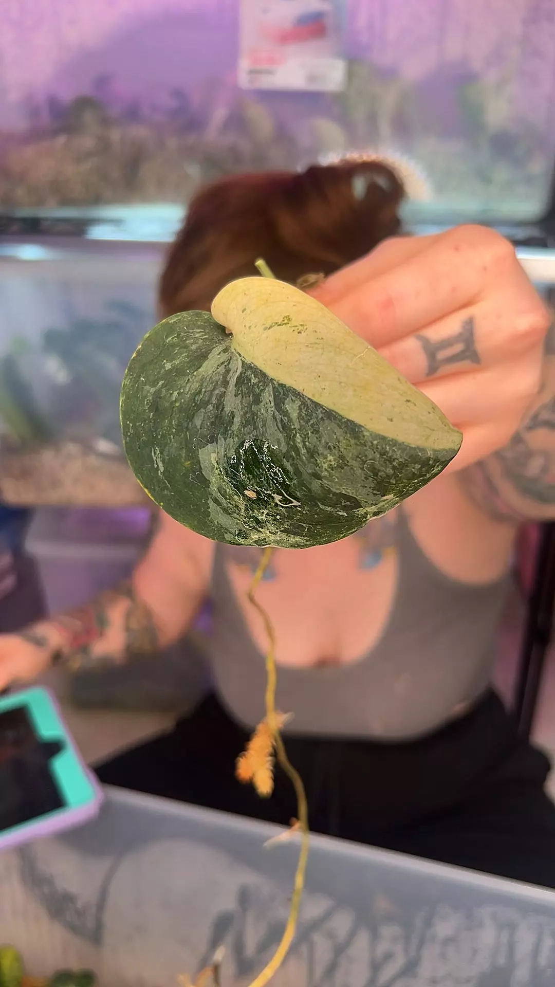 plant/black dragon fc-0