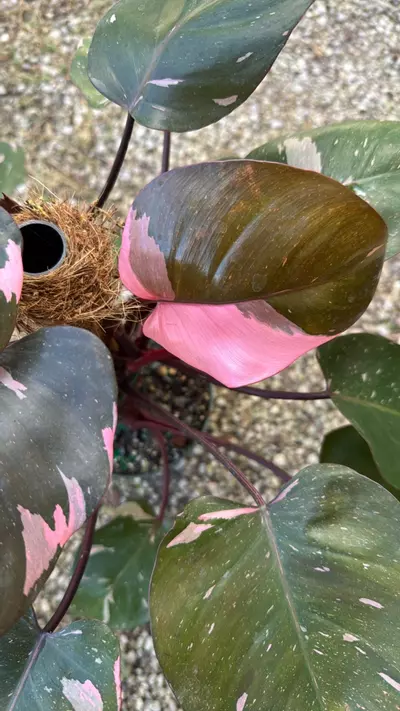 plant/Philodendron Marble King 6” pot-1-thumbnail