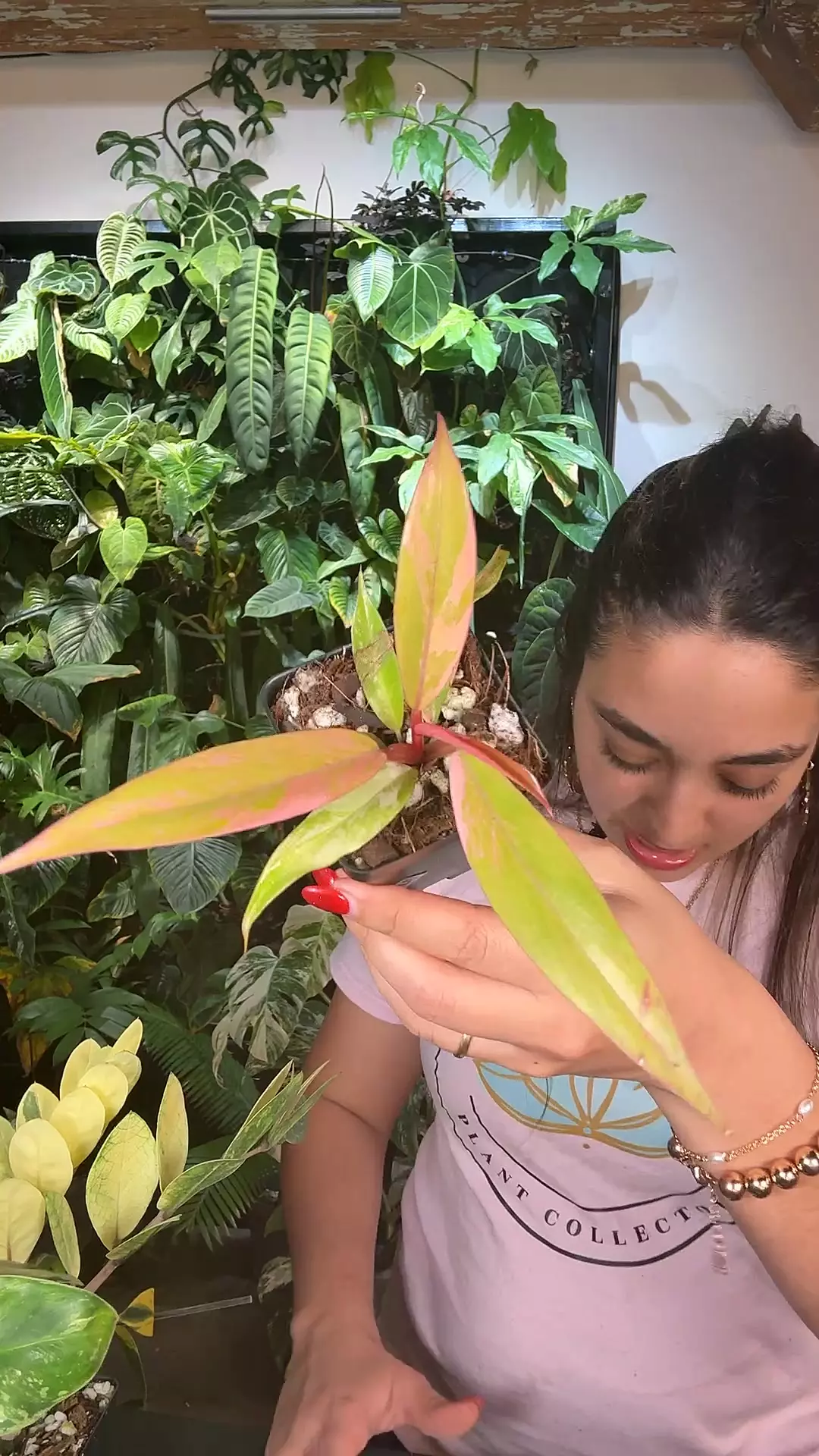 plant/philodendron caramel marble 0795-0