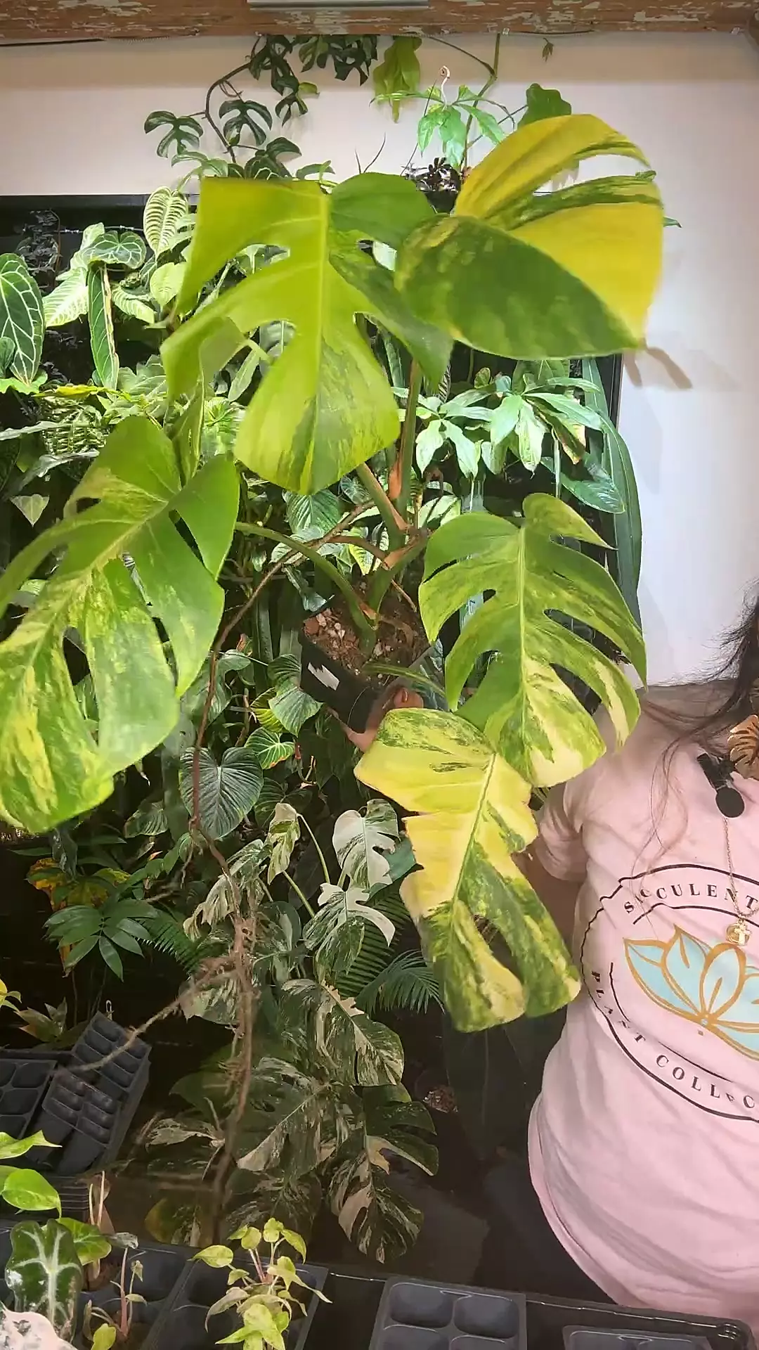 plant/monstera aurea 0848-0