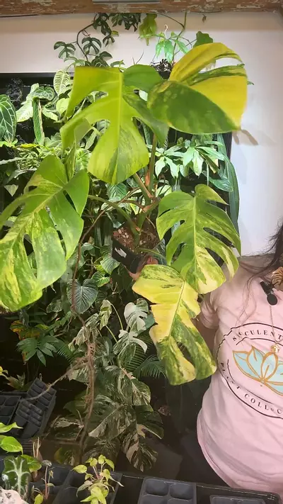 plant/monstera aurea 0848-0-thumbnail