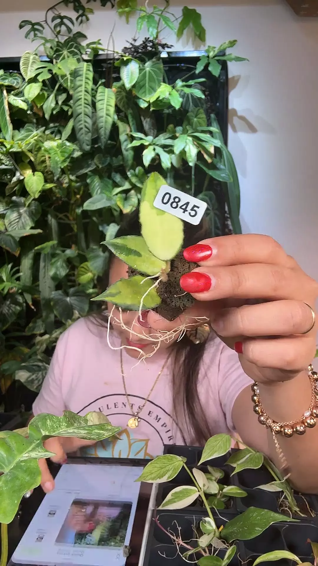 plant/hoya Caudata variegated 0845-0