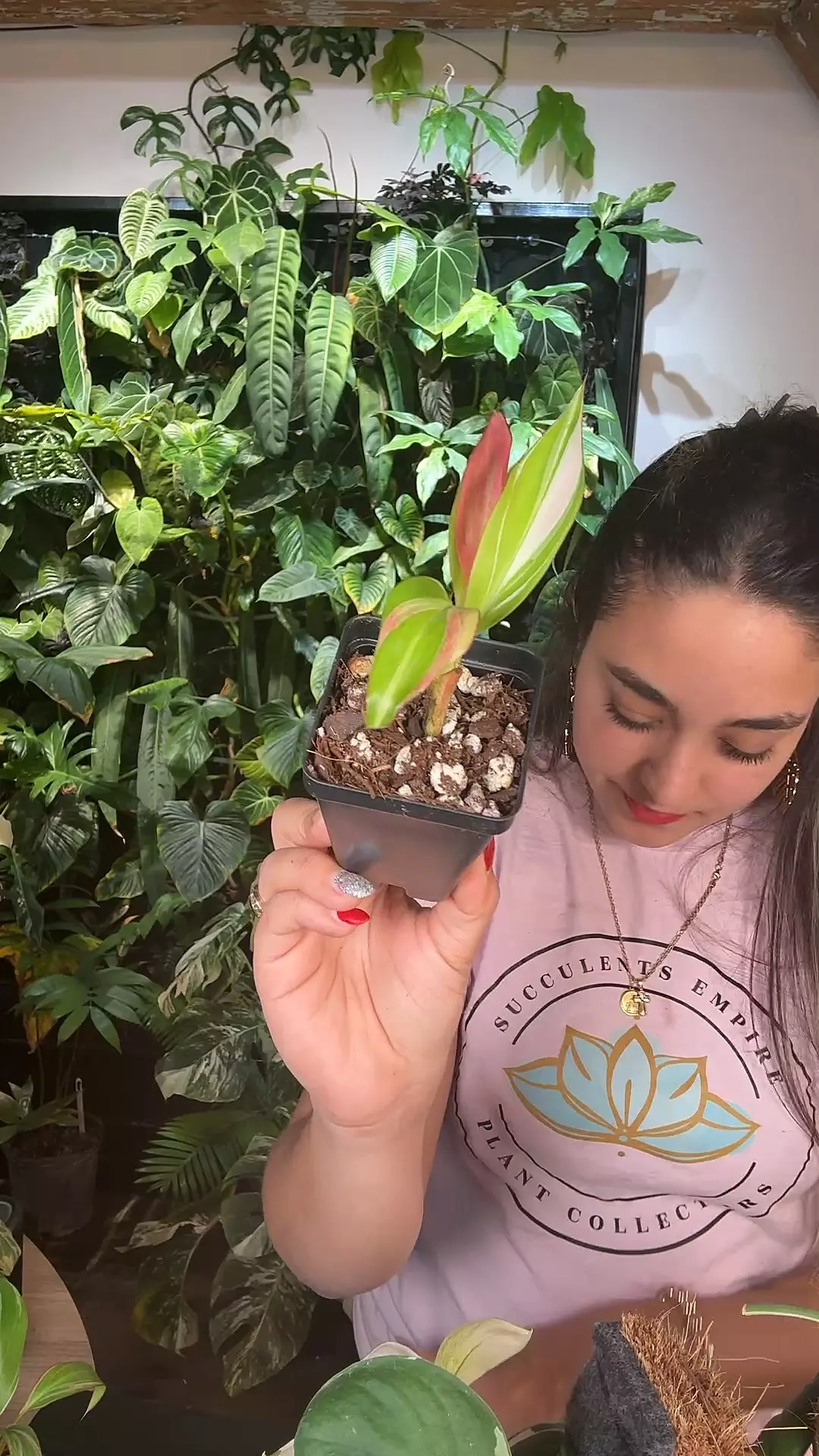 plant/0724 banana musa pink-0