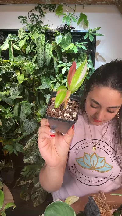 plant/0724 banana musa pink-0-thumbnail