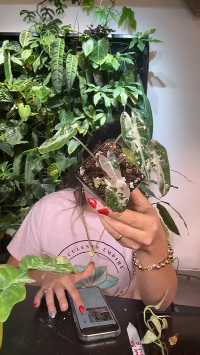 plant/0864 Alocasia pink bambino-0-thumbnail