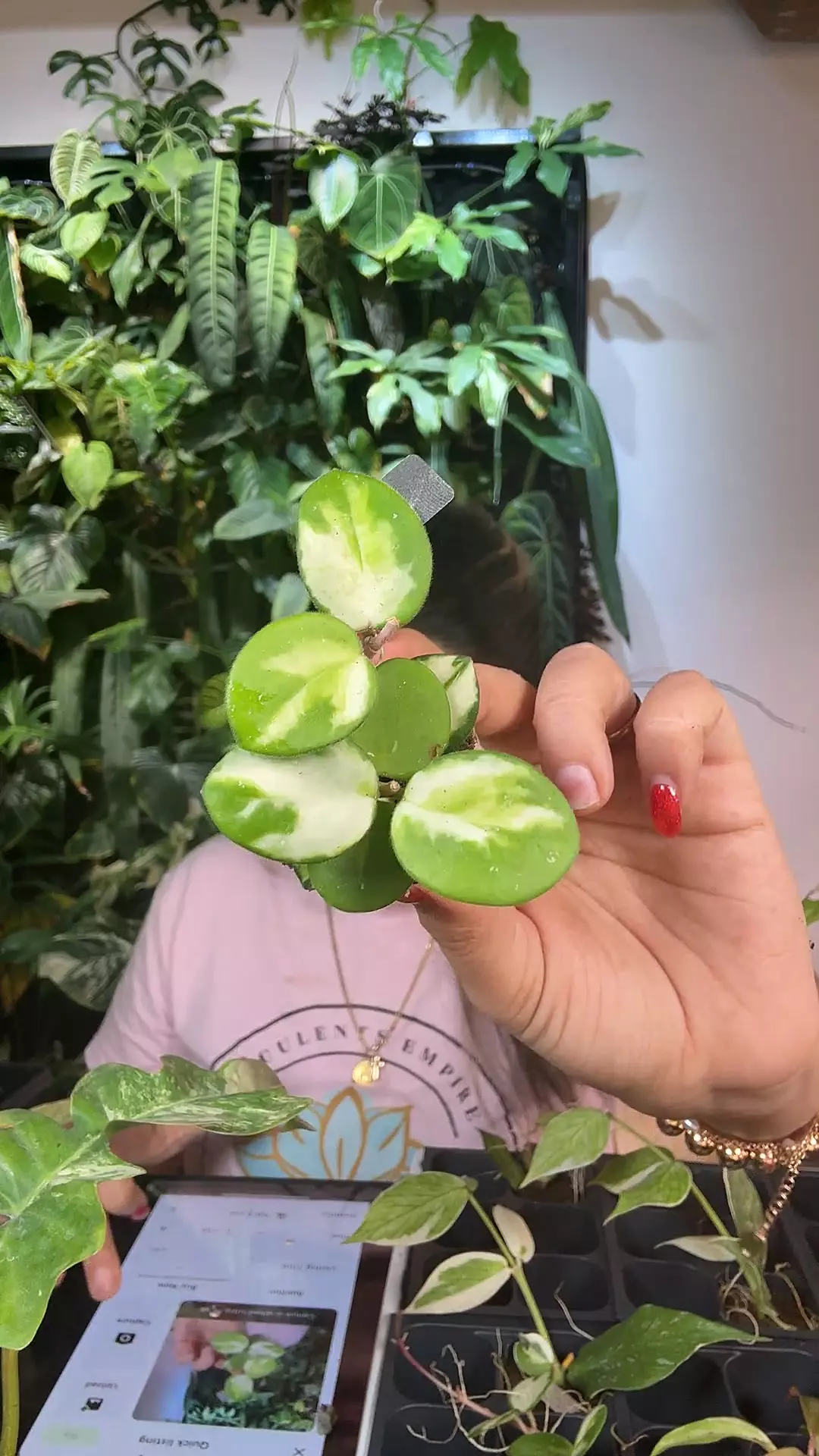 plant/hoya mathilde inner 0846-0